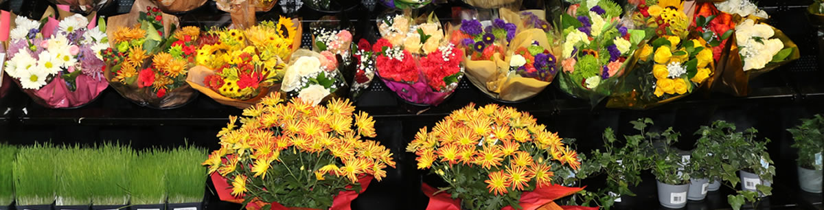 Freshly Cut Flowers and Potted Plants at Hollywood Markets
